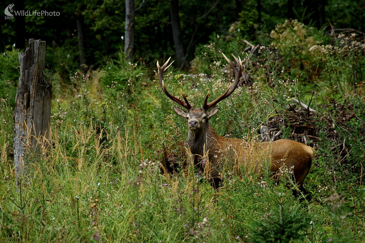 Hľadajúci (Vladimír Vician)