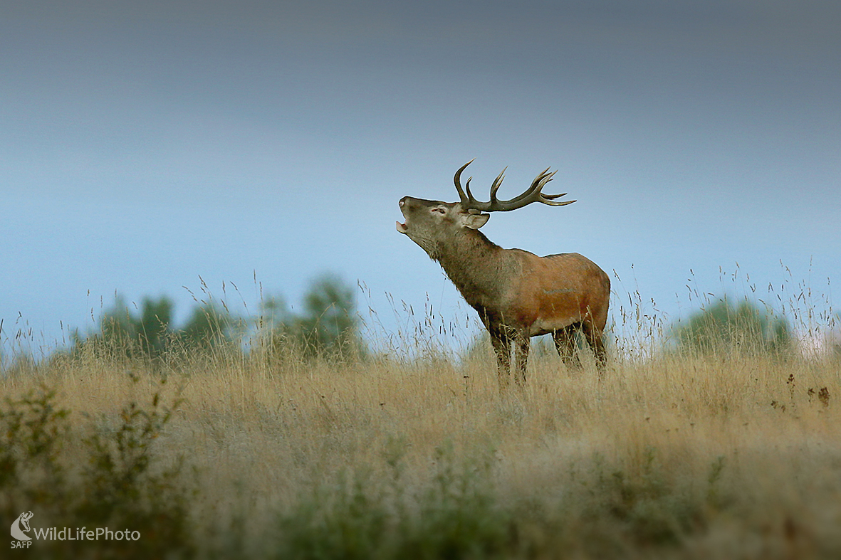 Jeleň lesný (Dominik Kalata)