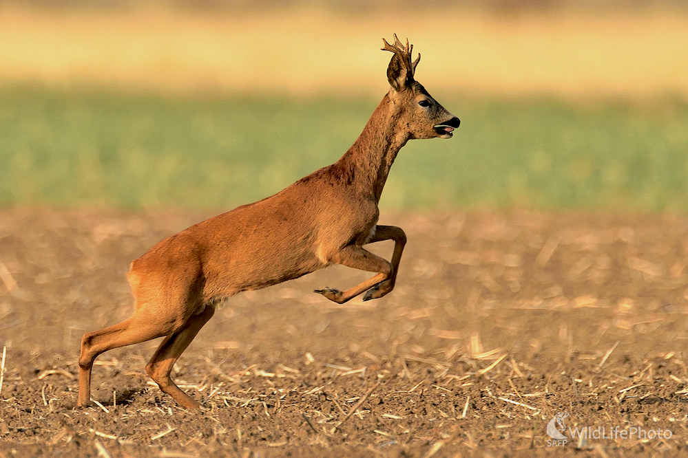 V ruji... (Vladimír Sabo)