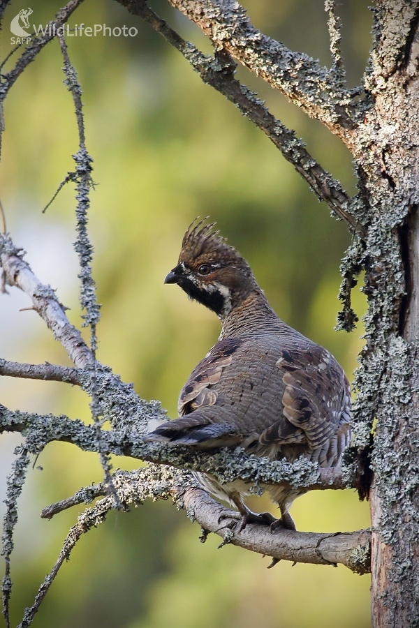Vo večerných lúčoch slnka (Vladimír Michalec)