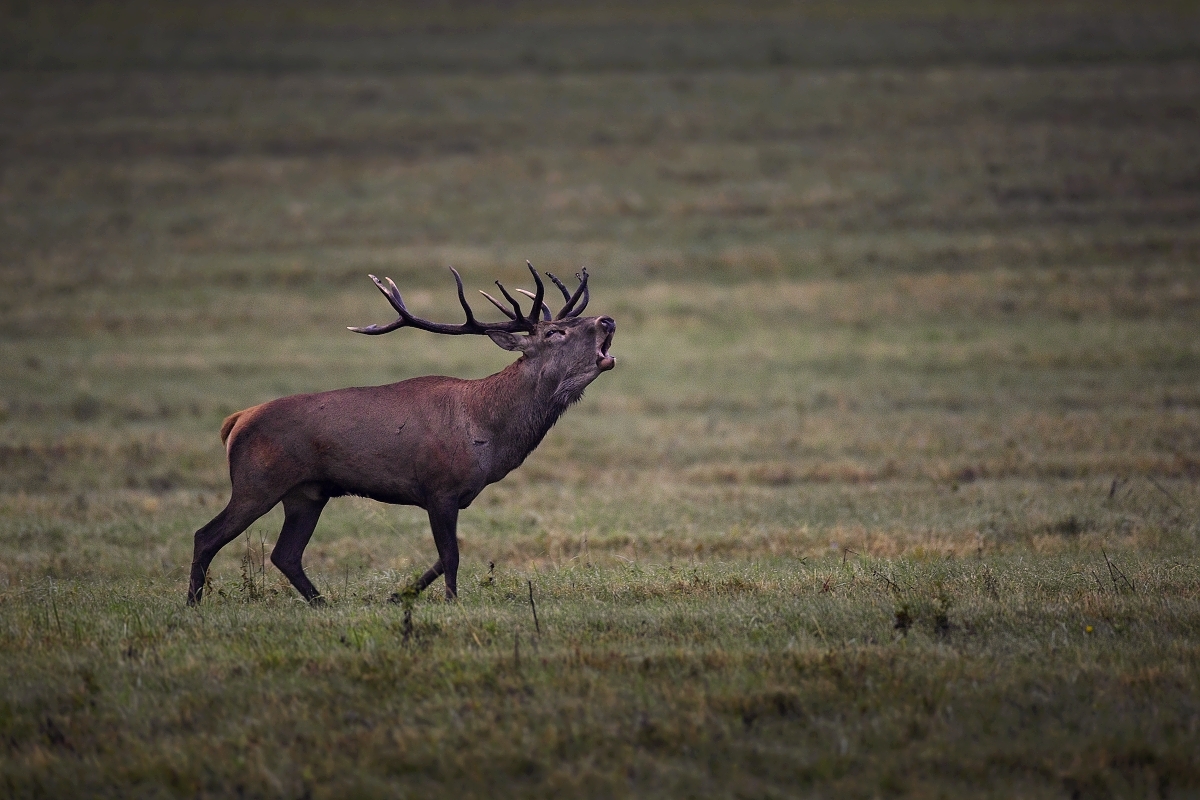Čas jelenej ruje (Lukáš Andreides)