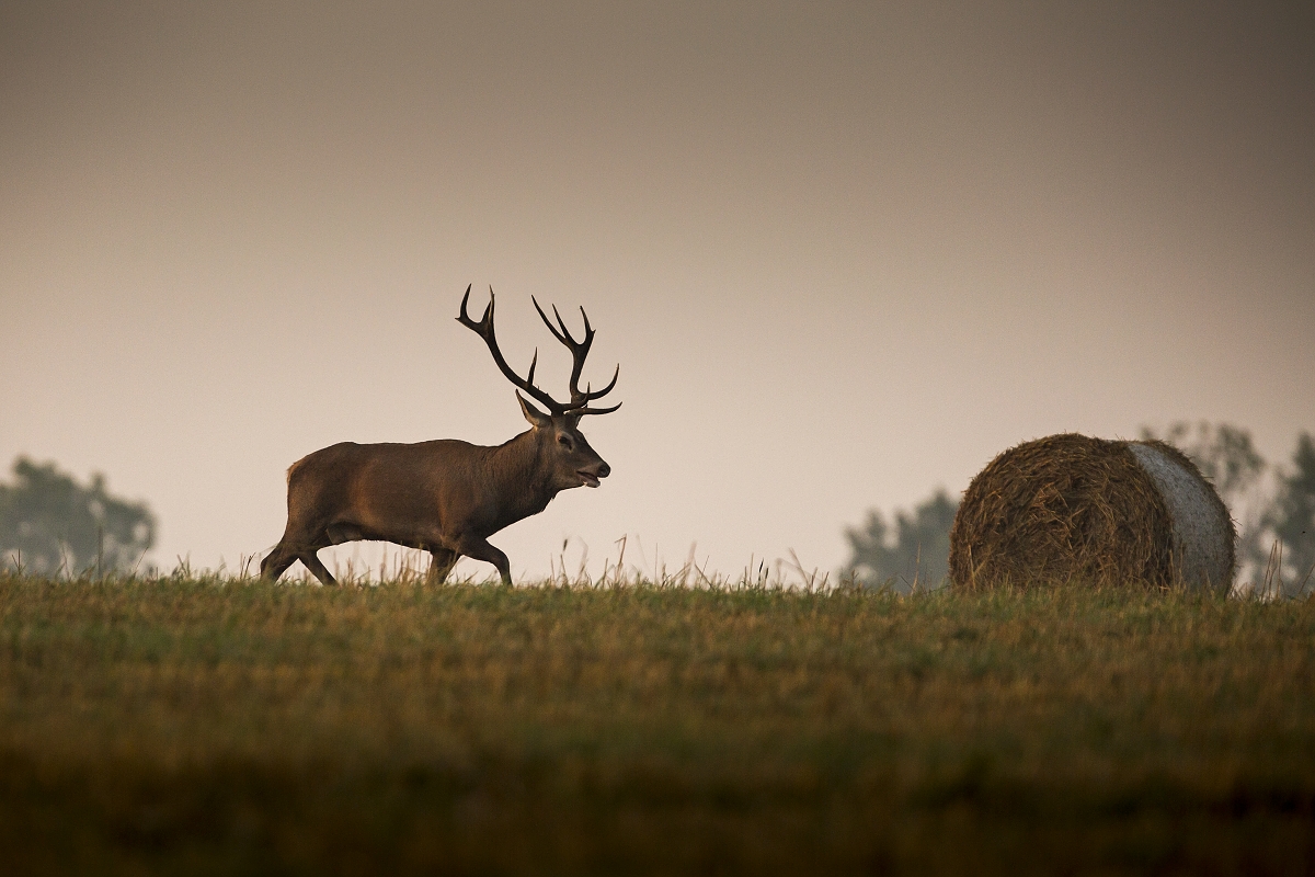 Návrat z rujoviska (Lukáš Andreides)