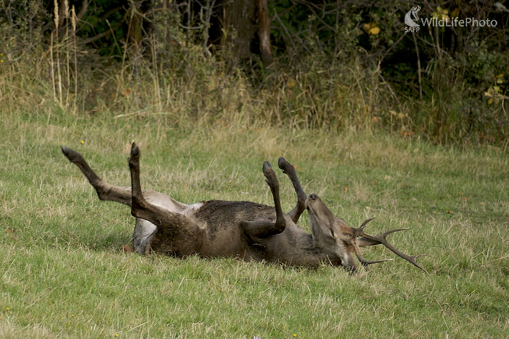 Parfémoval sa... (Vladimír Sabo)