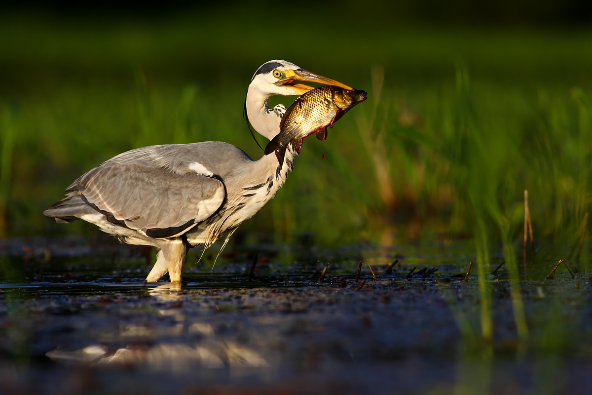 Mega sústo (Michal Stoklasa)