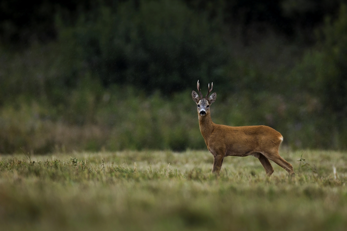 Upršaný deň (Lukáš Andreides)