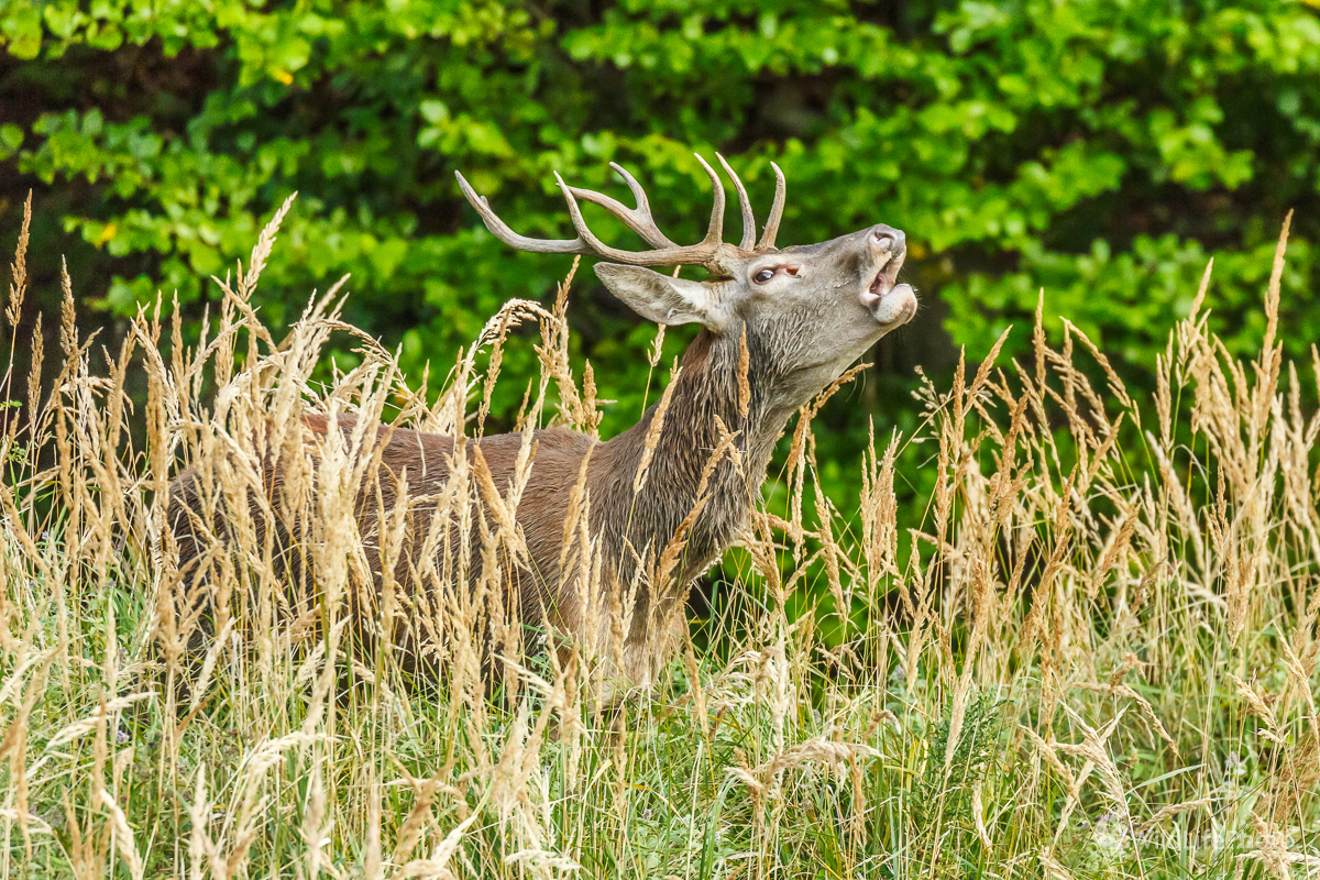Jeleň lesný (Cervus elaphus) (Jaroslav Praženka)