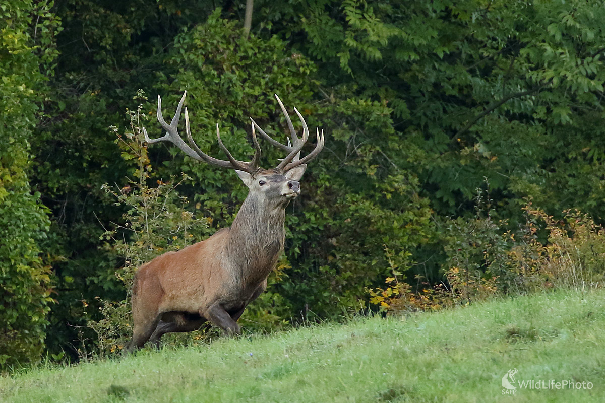 Kráľ prichádza (Peter Jurík)
