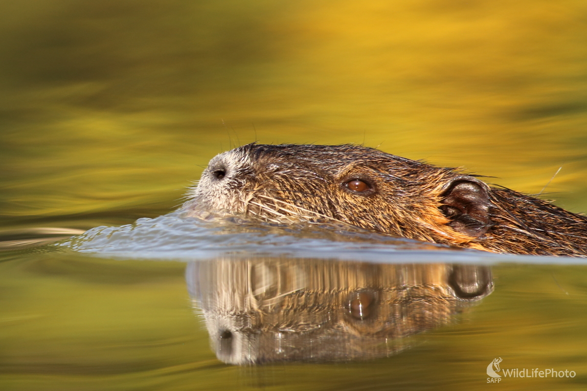 nutria (Jaroslav Šubjak)