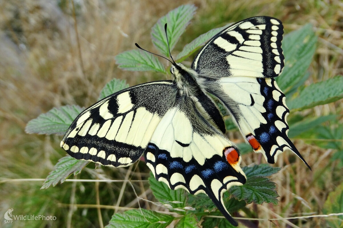 Vidlochvost feniklový (papilio machaon) (Michal Žec)
