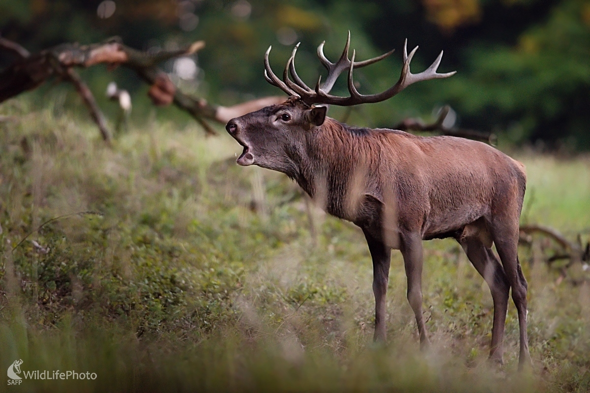 Starší pán (František Hromada)