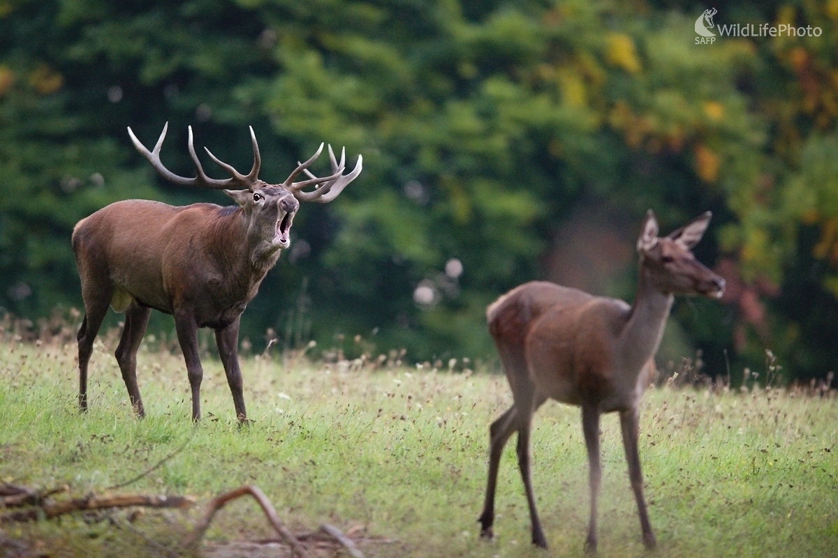 Sólo  pre dámu (František Hromada)