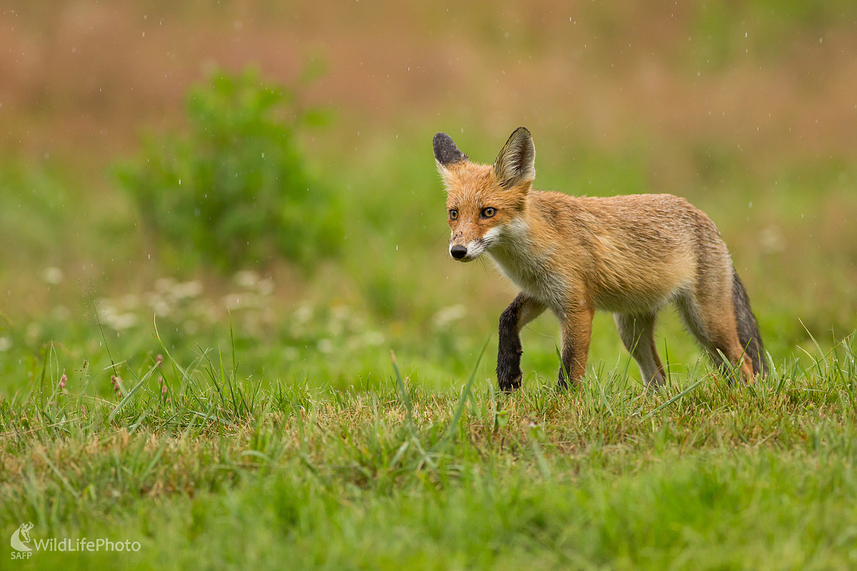 Medzi kvapkami... (Ladislav Dzivjak)