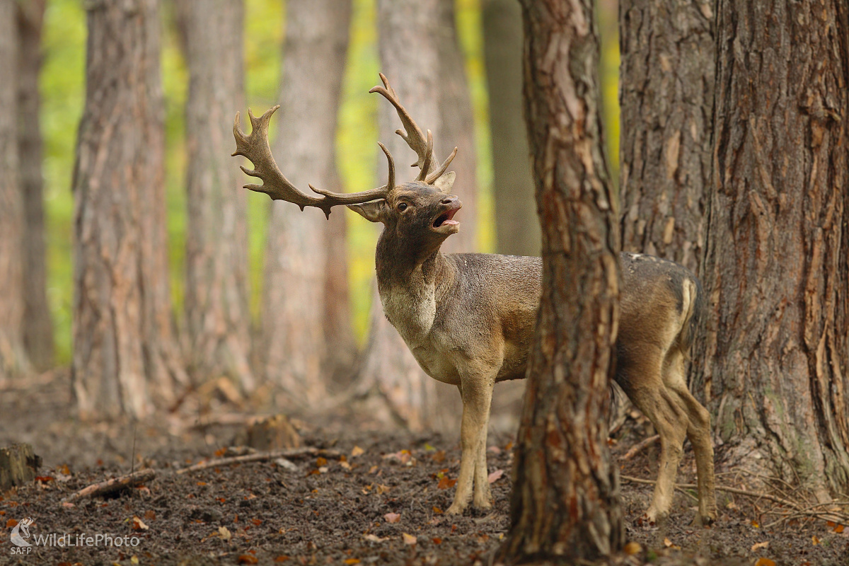 Na rujovisku ... (Marián Jamrich)