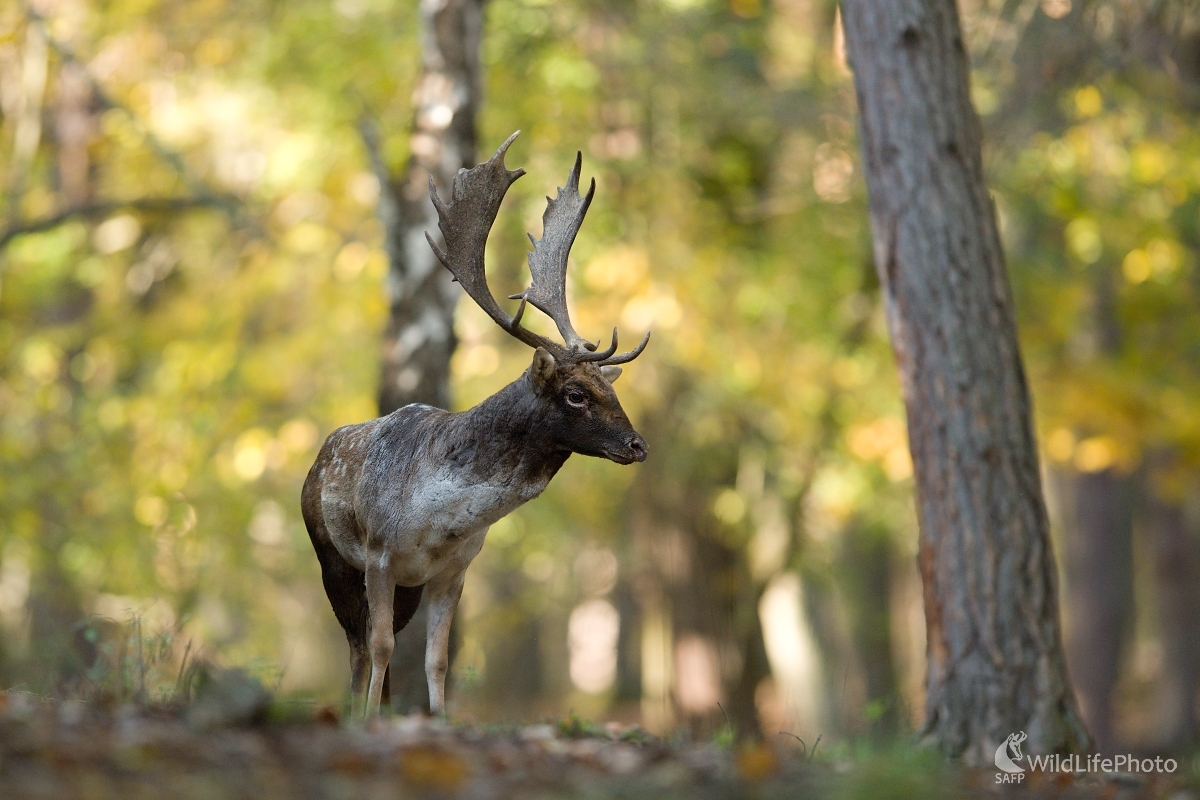 Babie leto  (František Hromada)