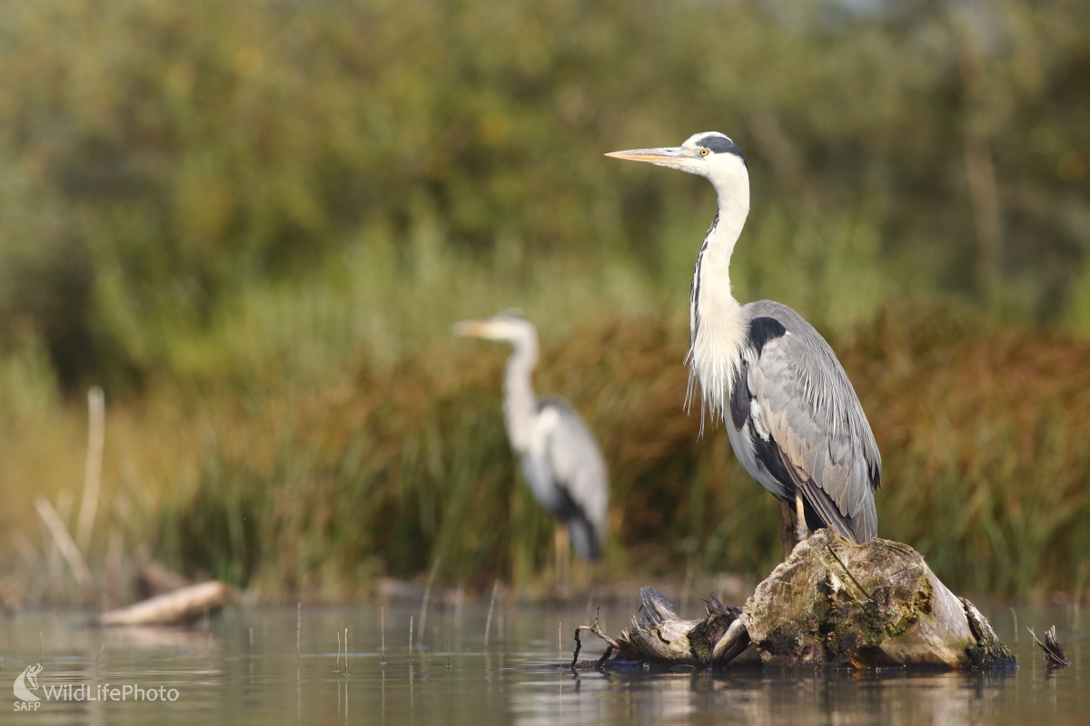 Pohoda po rannom love. (Jaroslav Šubjak)