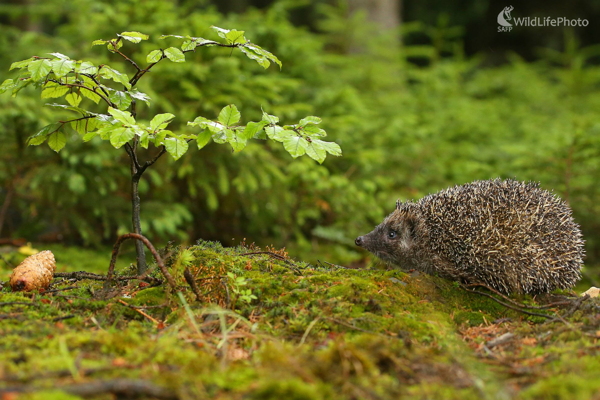 Ježko (Pavol Bukovan)