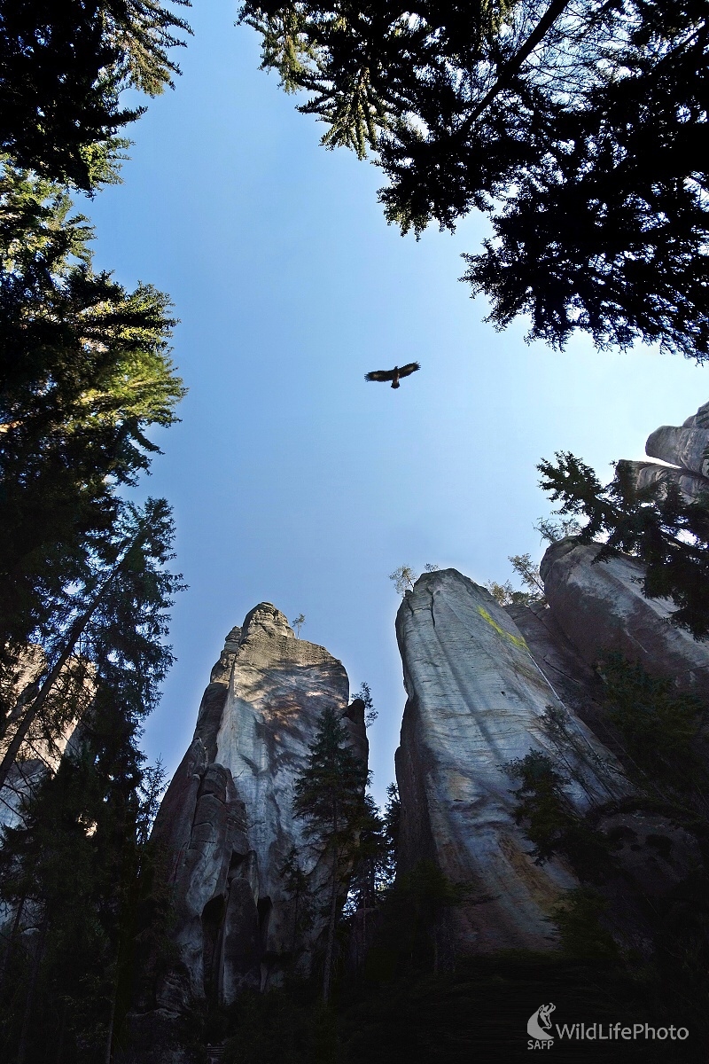 V kráľovstve vzdušných lovcov (Michal Žec)