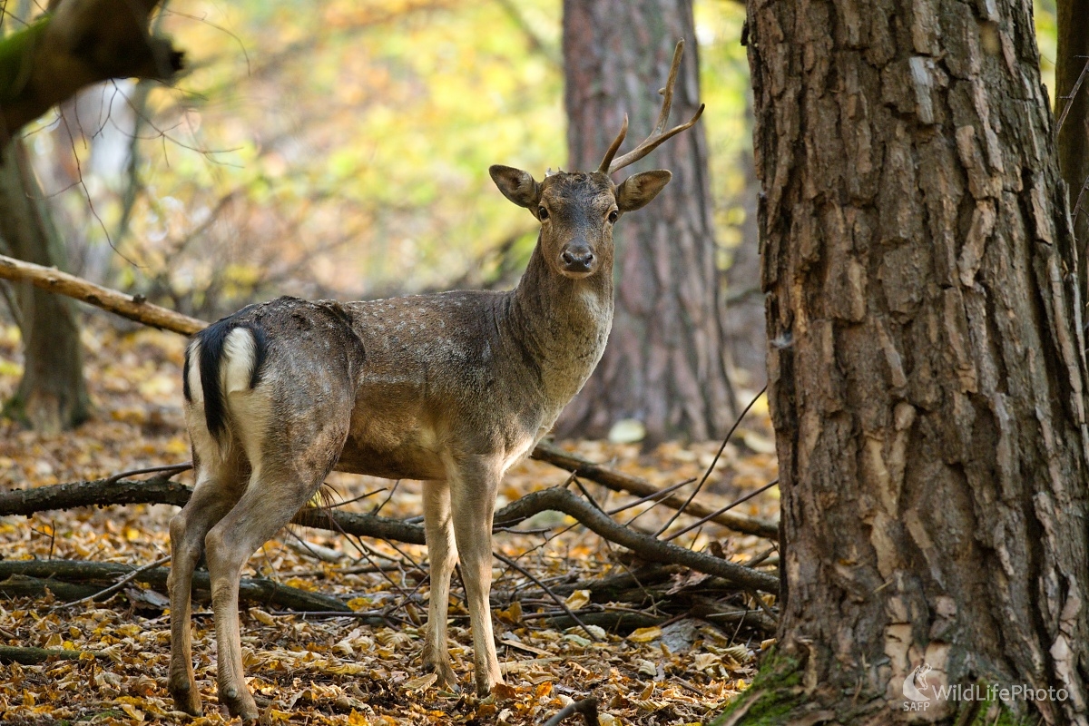 Jednorožec (František Hromada)
