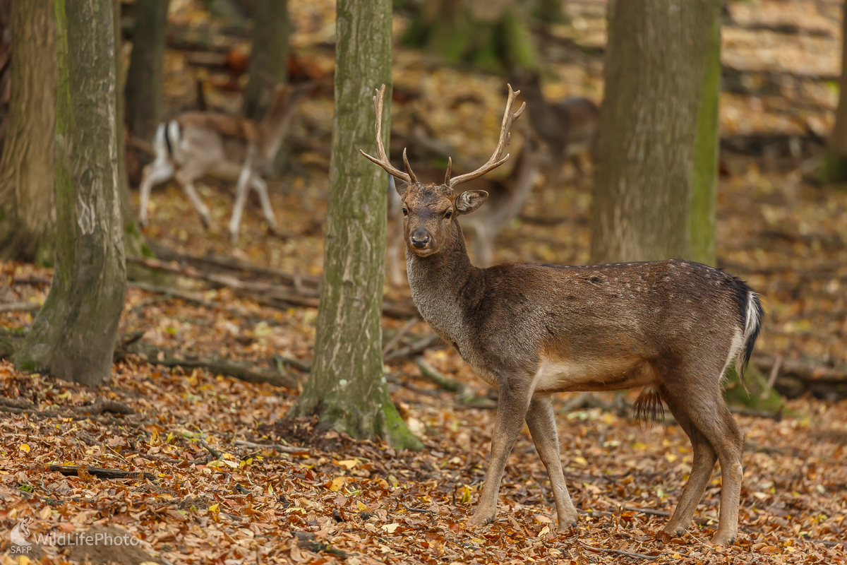 Daniel škvrnitý (Dama dama) (Jaroslav Praženka)