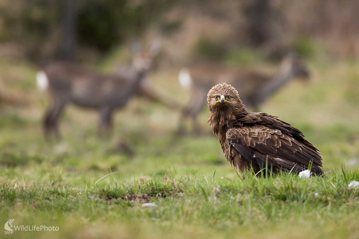 Spoločnosť (Ladislav Dzivjak)
