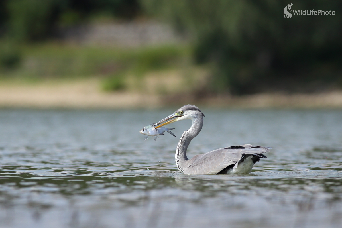 Presný zásah (Jaroslav Šubjak)