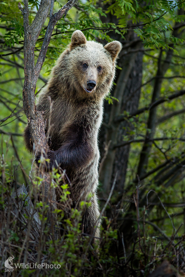 Medvedica v kroví (Ladislav Dzivjak)