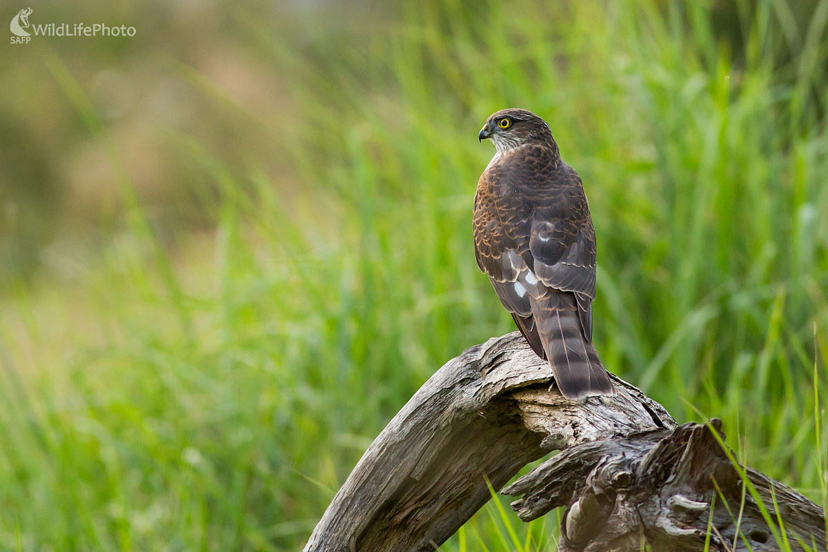 Krahulček (Ladislav Dzivjak)