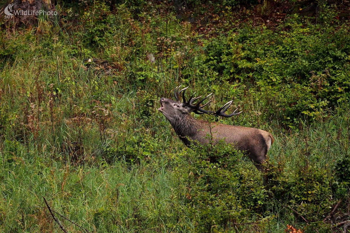 V ruji (Vladimír Vician)