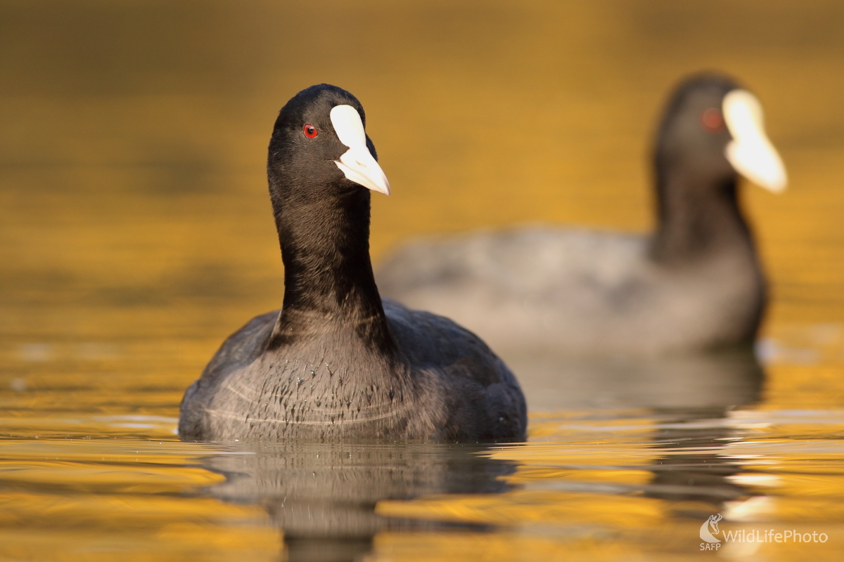 Lysky (Jaroslav Šubjak)
