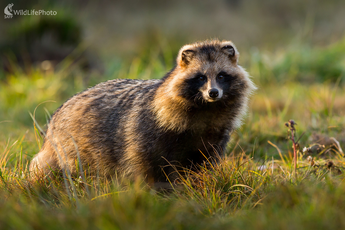 Obalený na zimný spánok (Ladislav Dzivjak)