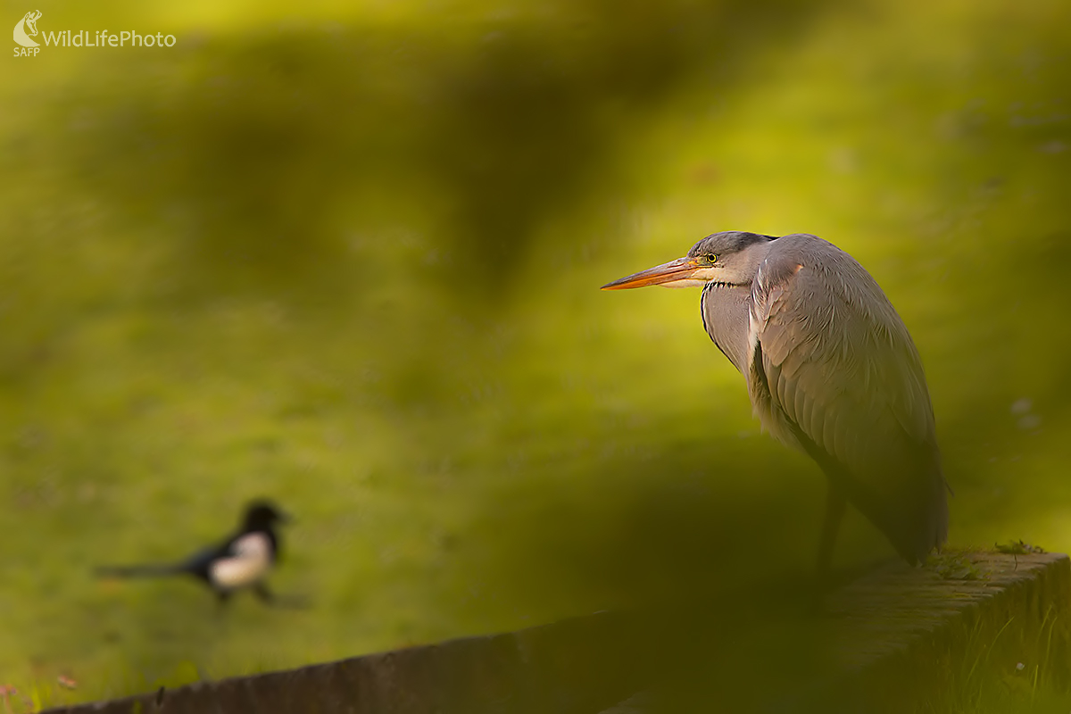 Volavka (Ivan Godál)