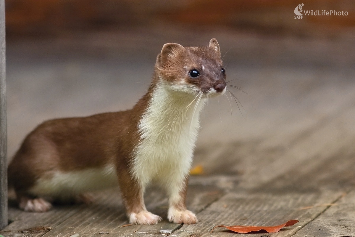 Hranostaj čiernochvostý (Vladimír Michalec)