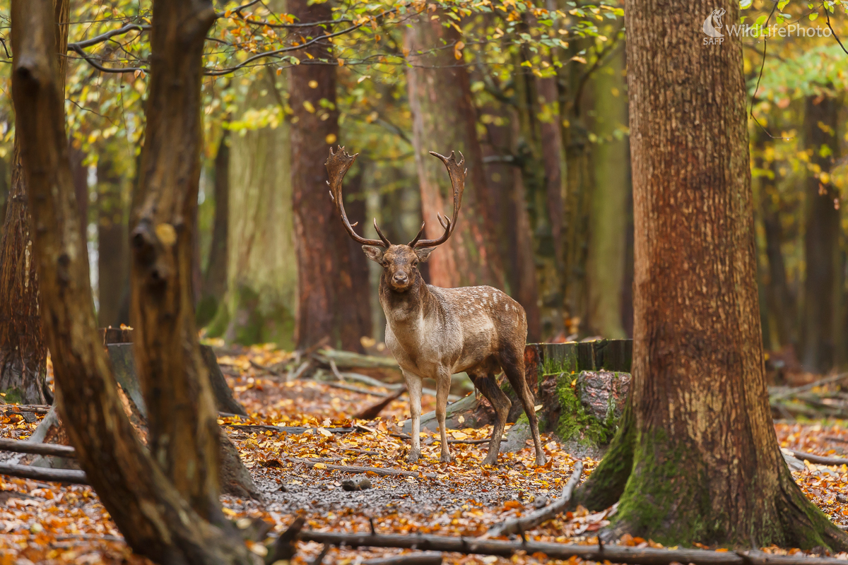 Daniel škvrnitý (Dama dama) (Jaroslav Praženka)