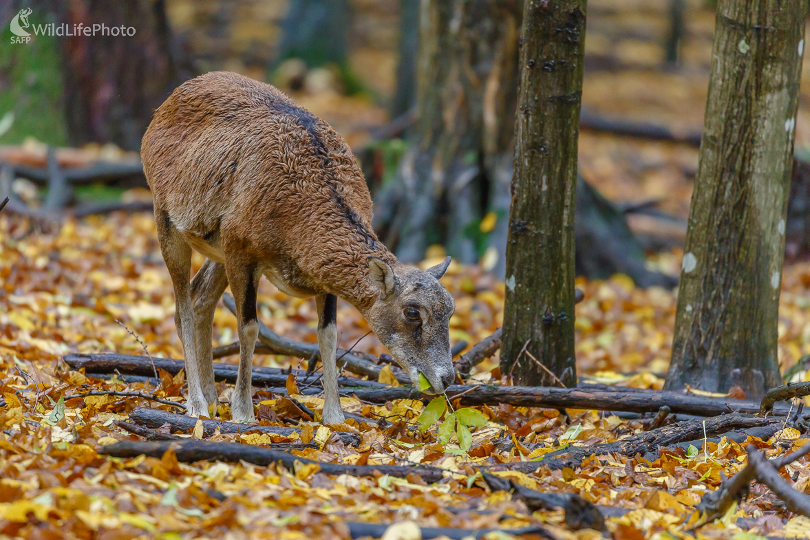 Muflón lesný (Ovis musimon)  (Jaroslav Praženka)