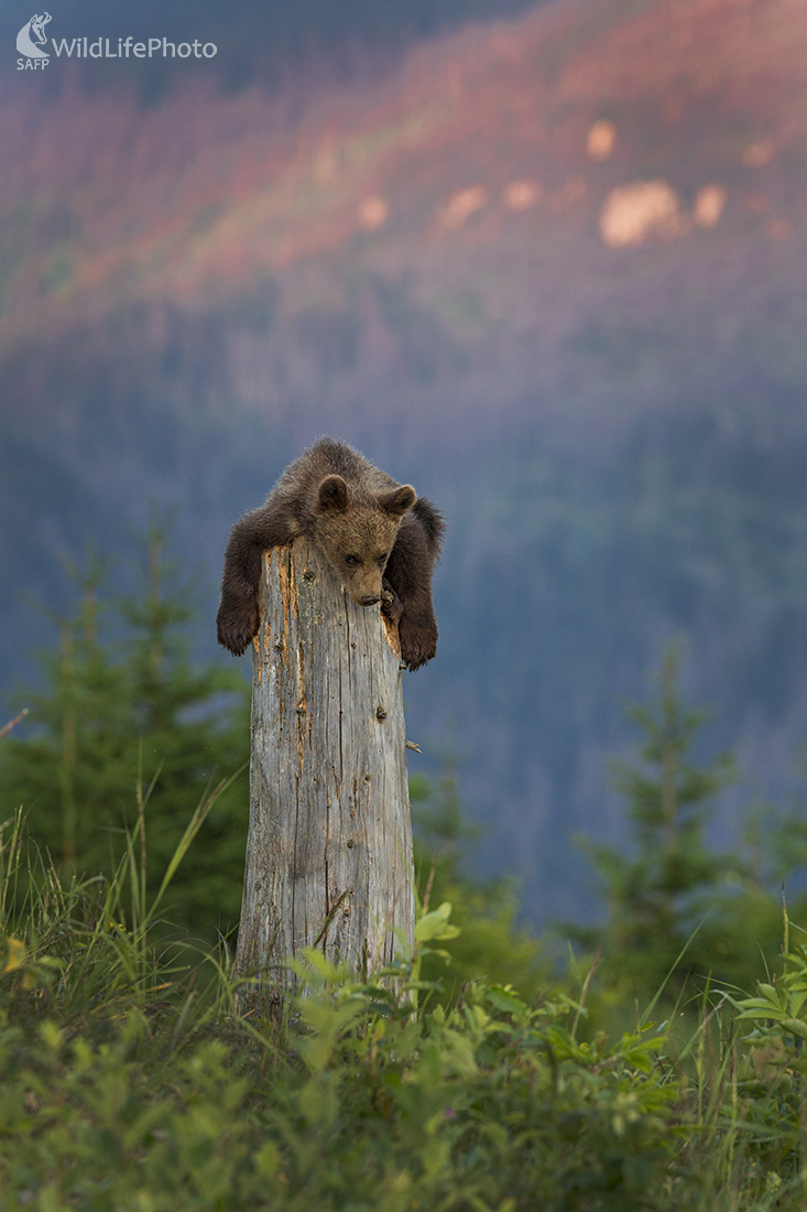 Pohoda (Ivan Godál)