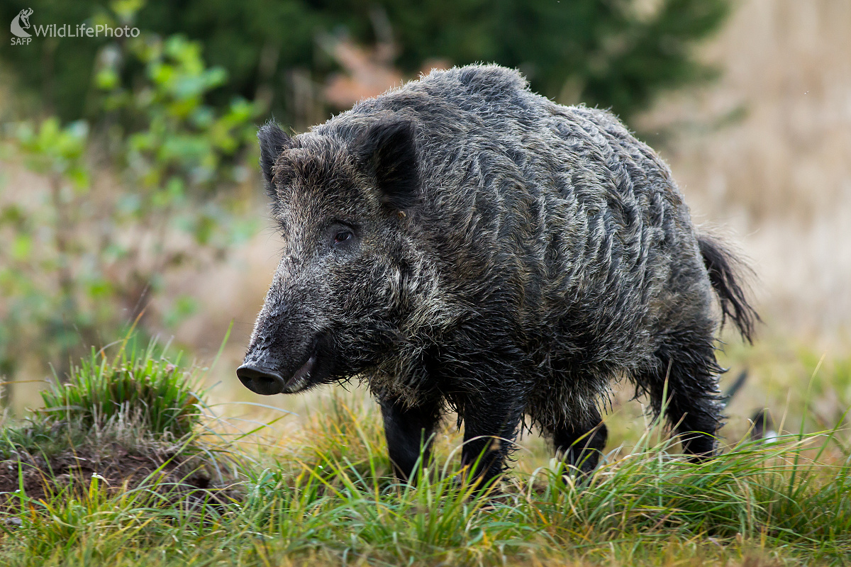V zimnej srsti (Ladislav Dzivjak)