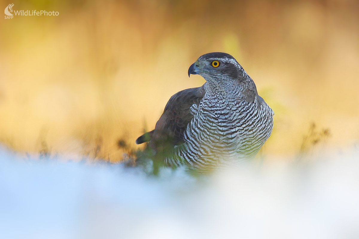 Jastrab veľký (Dominik Kalata)