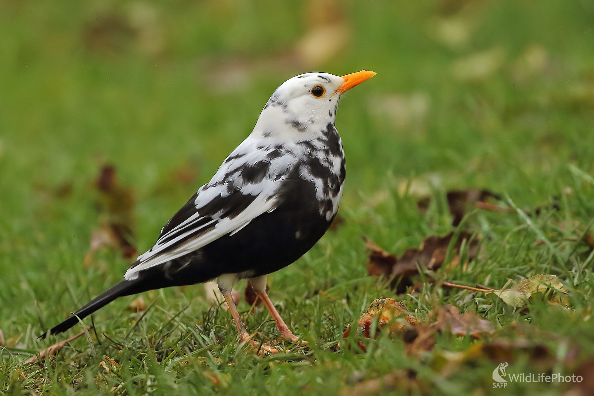 Drozdík (Peter Jurík)