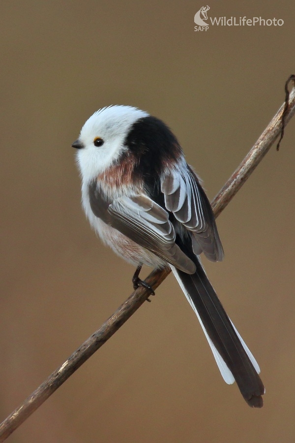 Mlynárka dlhochvostá (Vladimír Michalec)