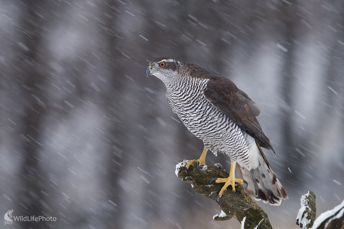 Čas zimných fujavíc (František Hromada)
