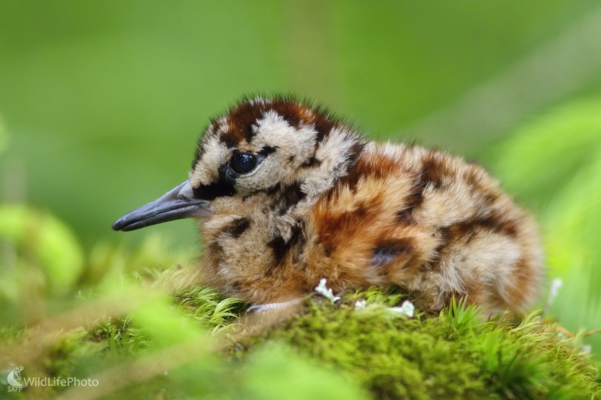 Slúča (Vladimír Michalec)