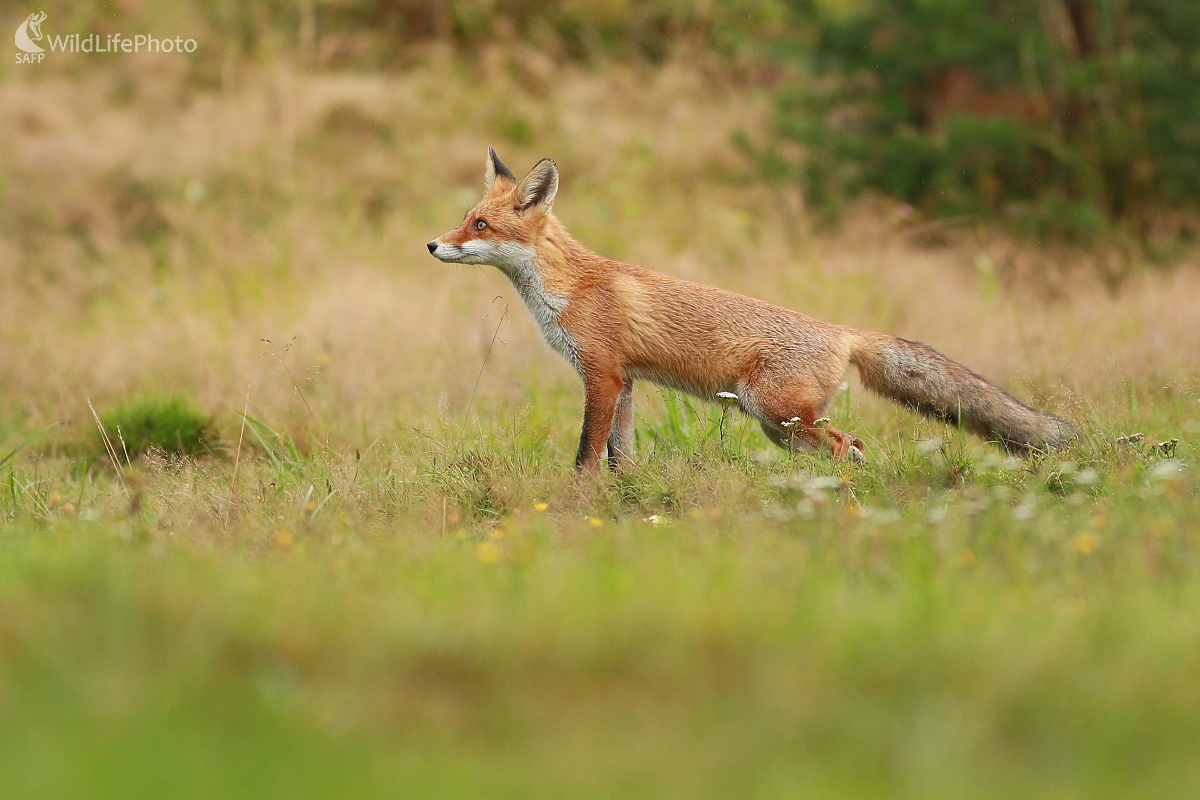 Ako struna... (Ladislav Dzivjak)
