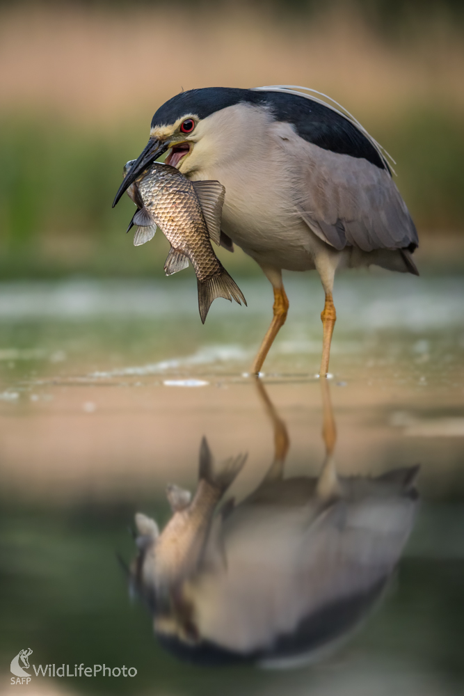 Mám ťa ... (Edmund Lelkes)