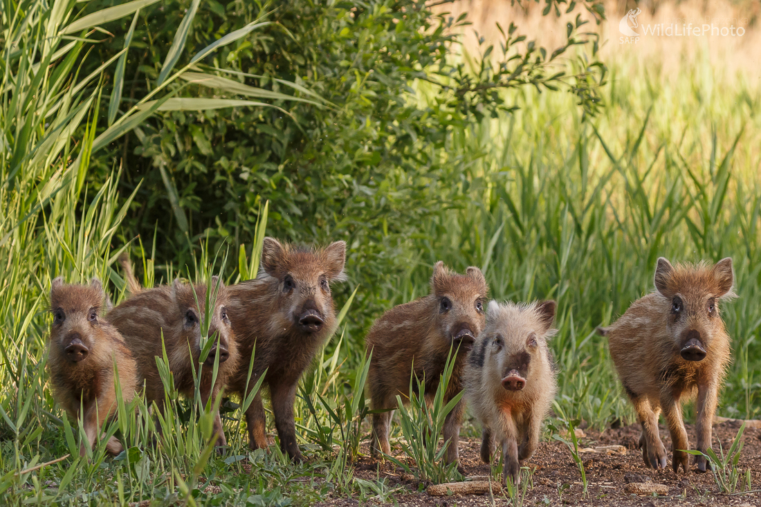 Diviak lesný (Sus scrofa) (Jaroslav Praženka)