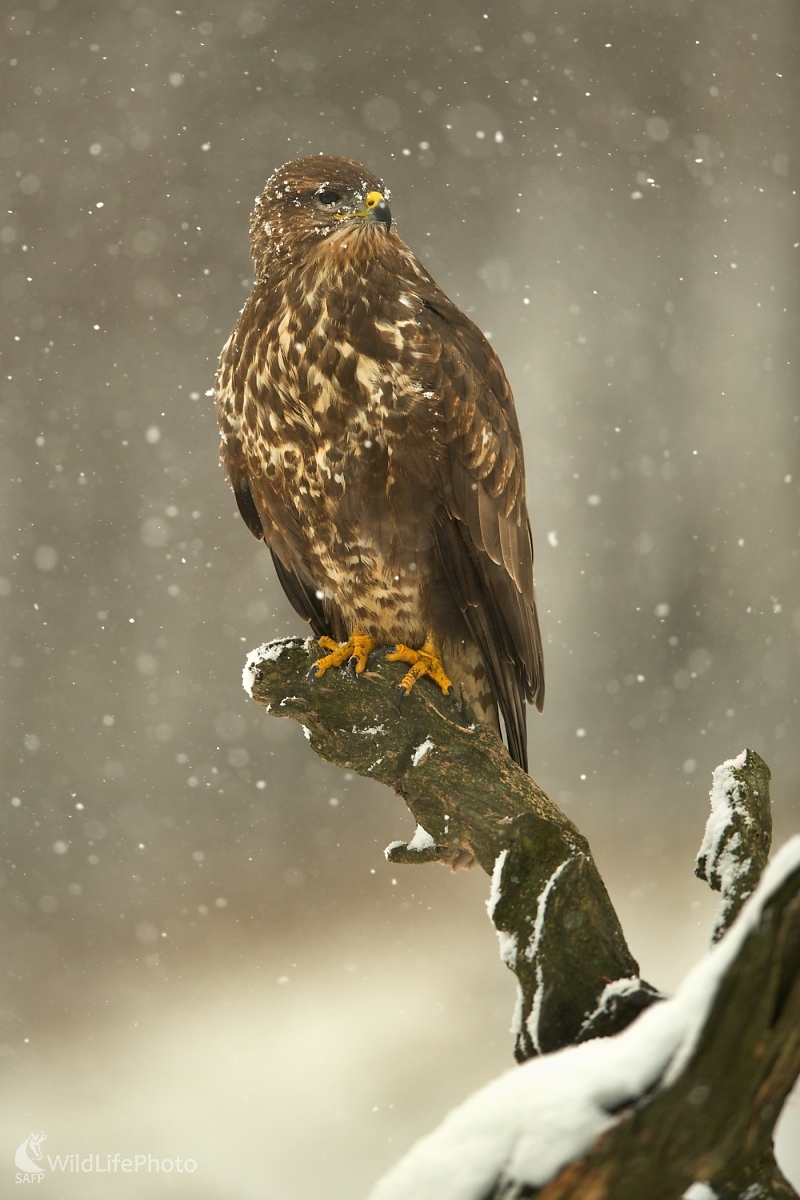 Zimná nálada (František Hromada)