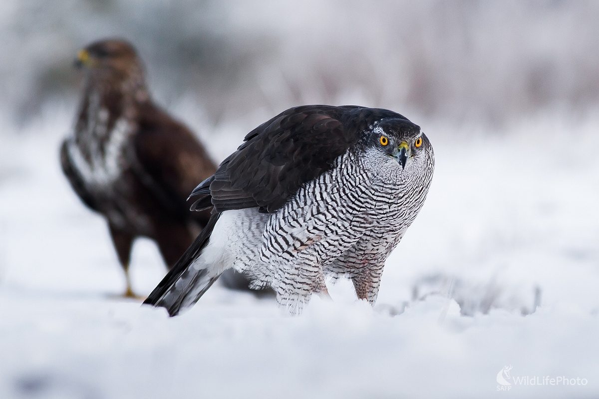 Hypnotizér (Ladislav Dzivjak)