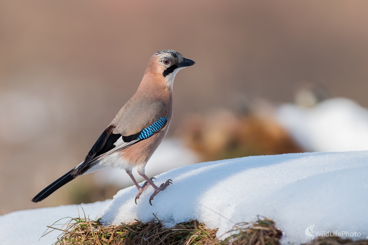 Sojka (Ľubomír Ondráško)