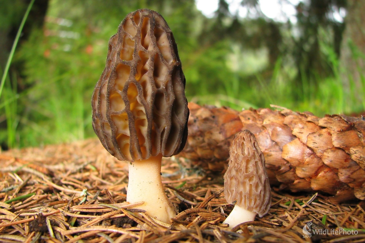 Smrčky (Michal Žec)