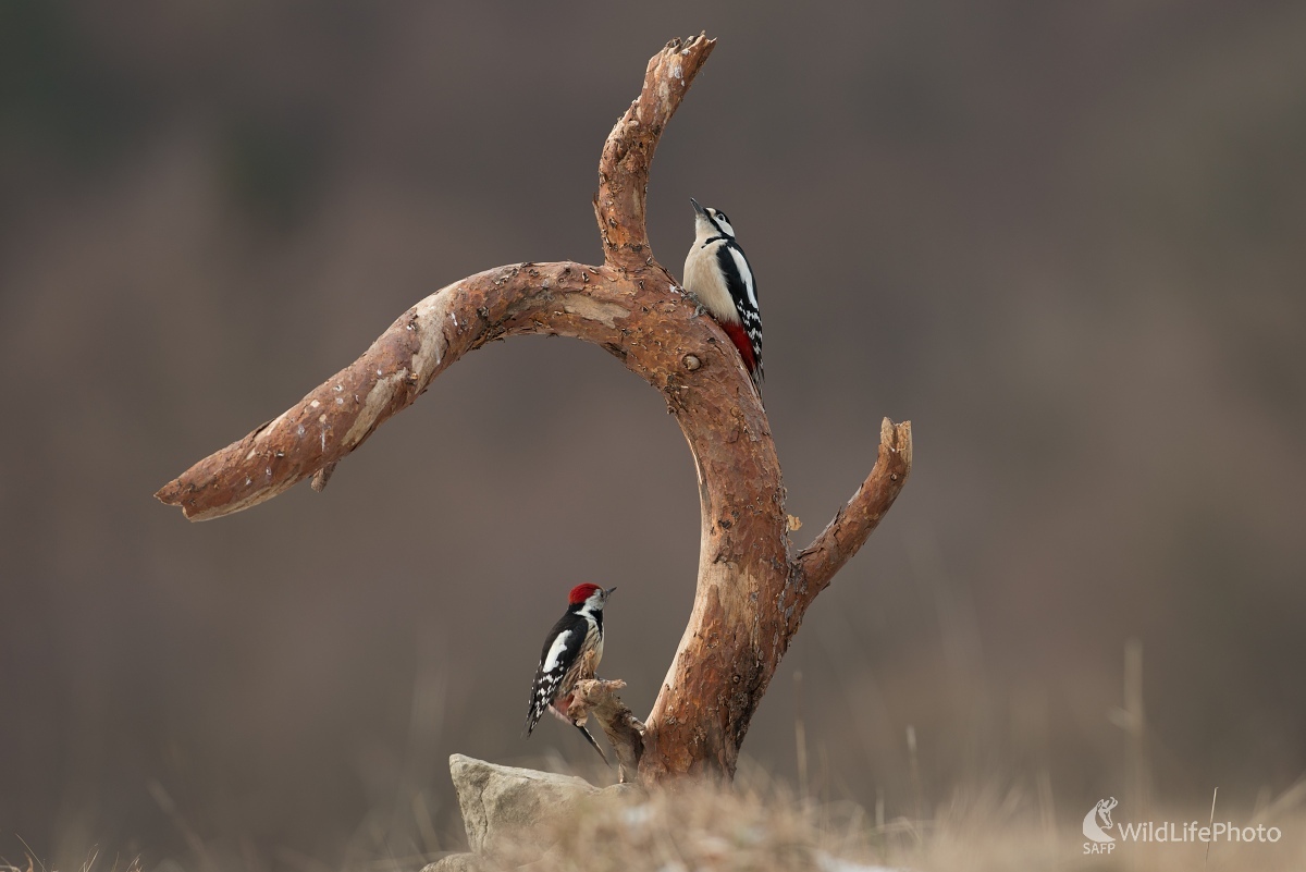 Bratranci (Ľubomír Ondráško)