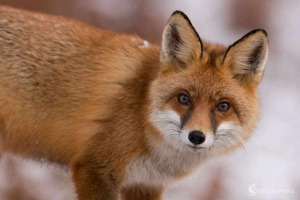Zvedavá kmotra (František Hromada)